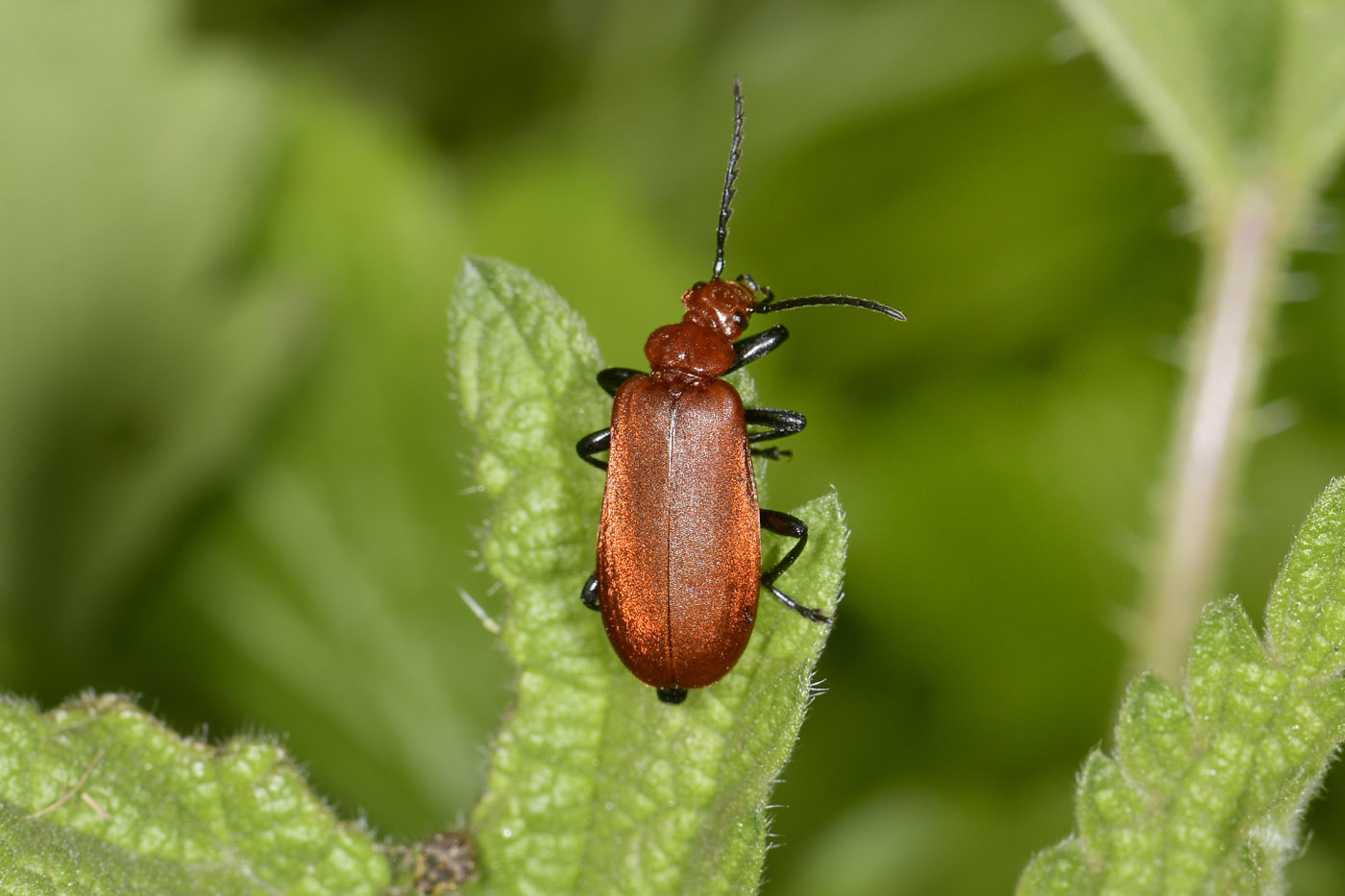 Pyrochroidae: Pyrochroa serraticornis? S.